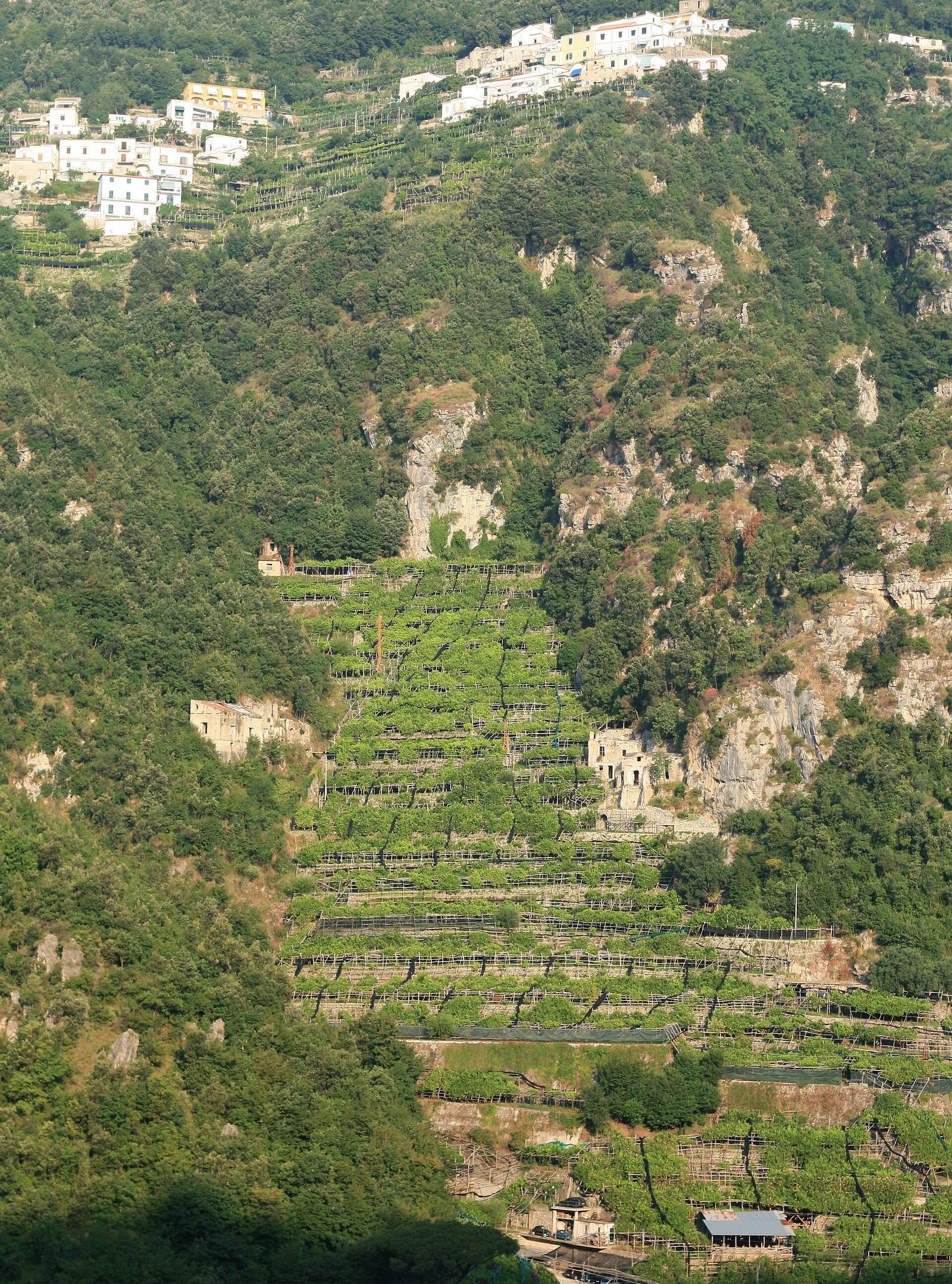 I terrazzamenti coltivati a limoni della Costiera Amalfitana